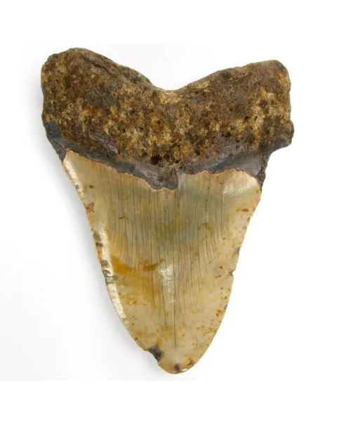 Dente di Megalodonte