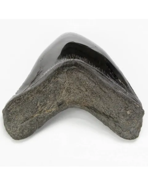 Dente di Megalodonte