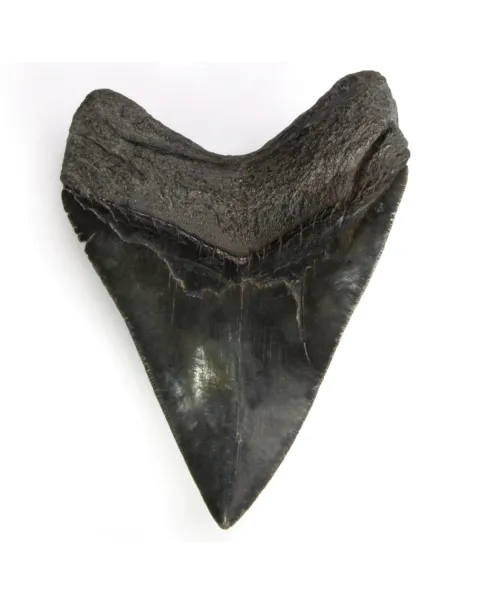 Dente di Megalodonte