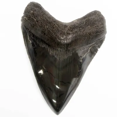 Dente di Megalodonte