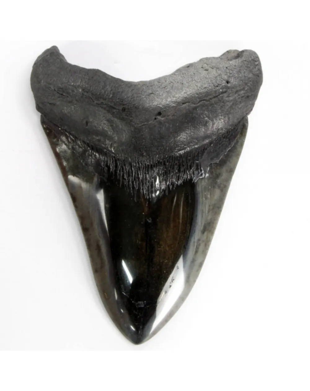 Dente di Megalodonte