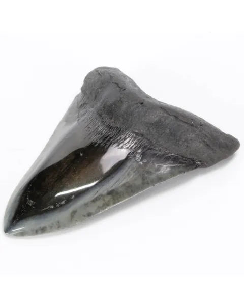 Dente di Megalodonte