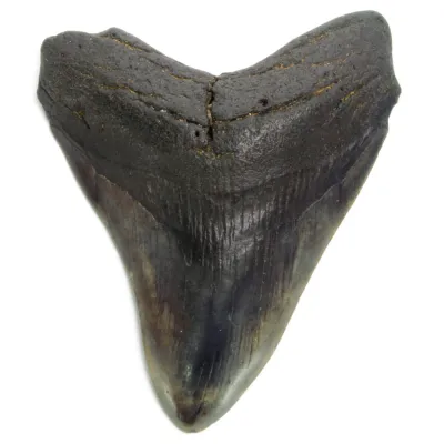 Dente di Megalodonte