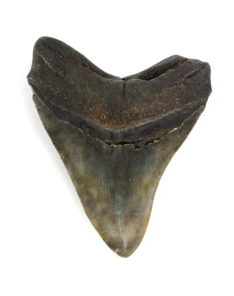 Dente di Megalodonte