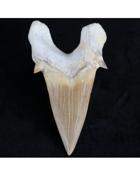 Dente di Squalo estinto - Otodus