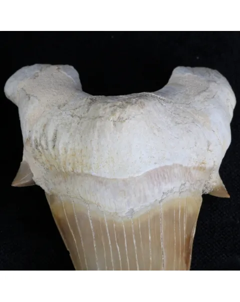 Dente di Squalo estinto - Otodus