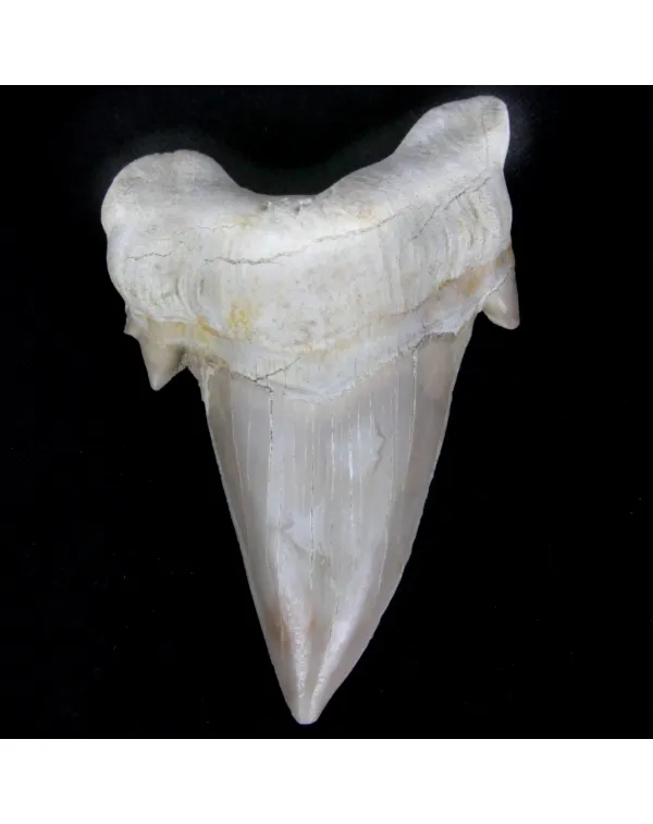 Dente di Squalo estinto - Otodus