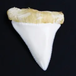 Denti di Squalo Bianco (33)