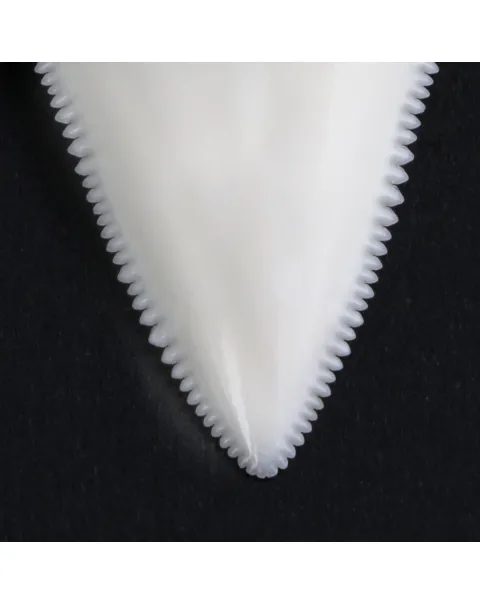 Dente di Squalo Bianco