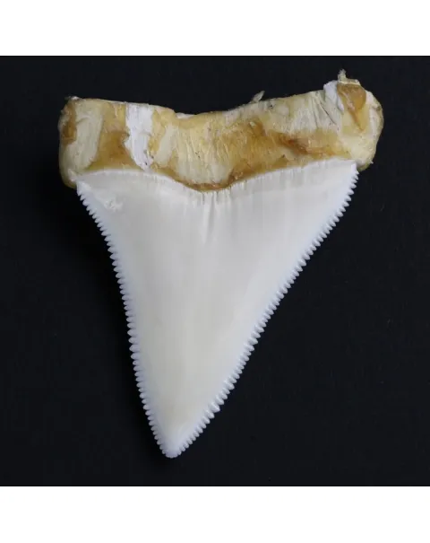 Dente di Squalo Bianco