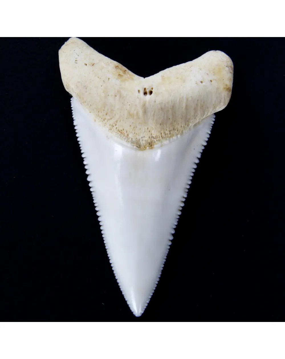 Dente di Squalo Bianco