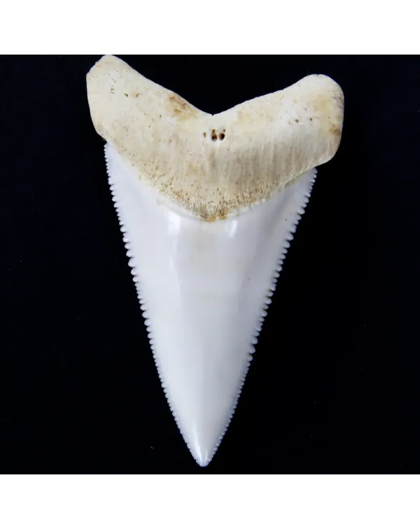 Dente di Squalo Bianco