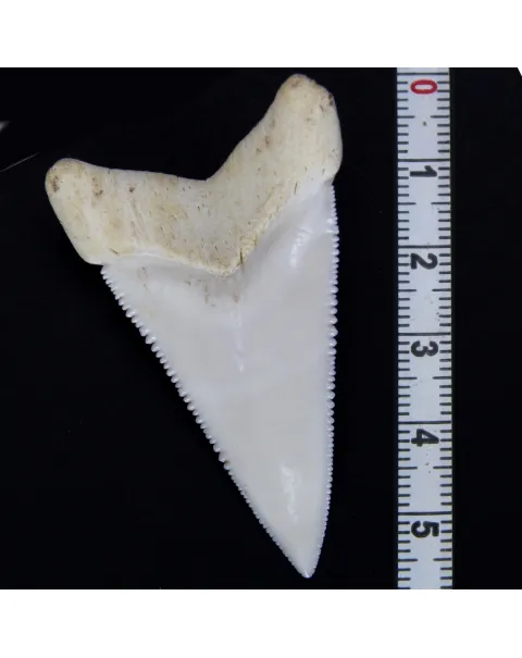 Dente di Squalo Bianco