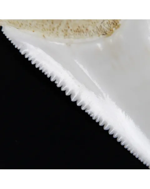 Dente di Squalo Bianco