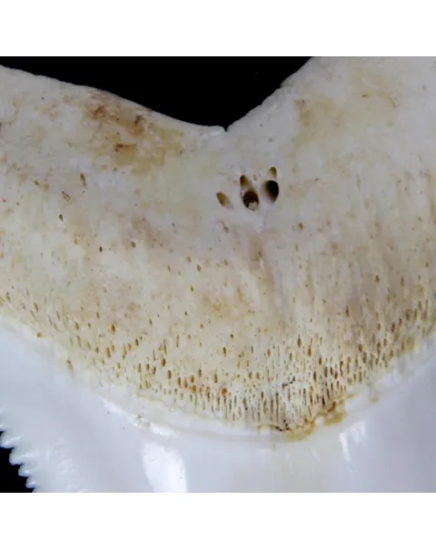 Dente di Squalo Bianco