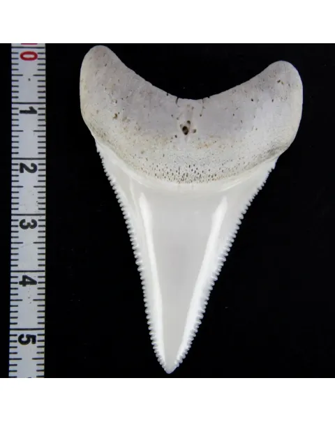 Dente di Squalo Bianco