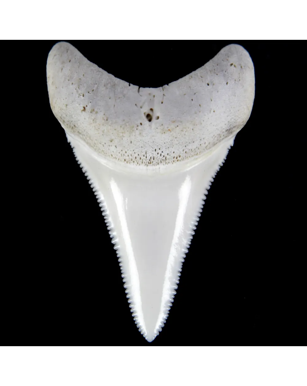 Dente di Squalo Bianco