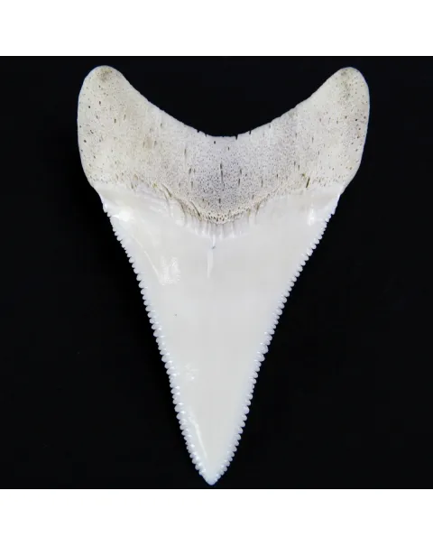 Dente di Squalo Bianco
