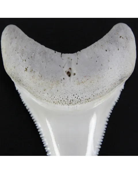 Dente di Squalo Bianco