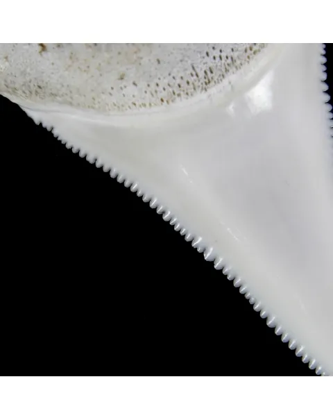 Dente di Squalo Bianco