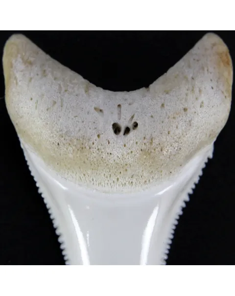 Dente di Squalo Bianco 