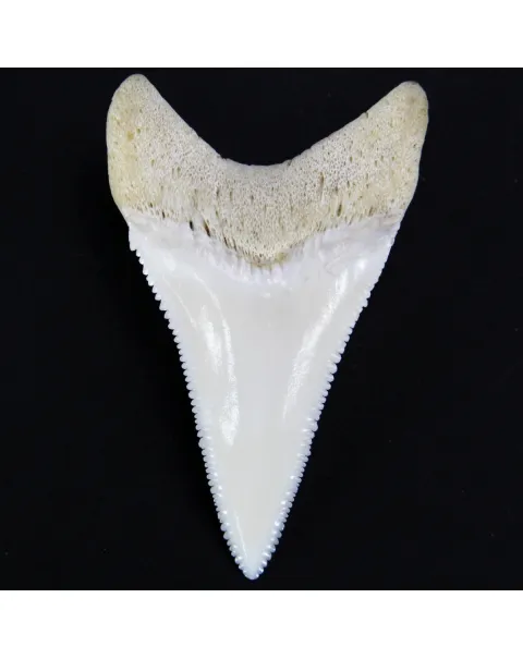 Dente di Squalo Bianco 