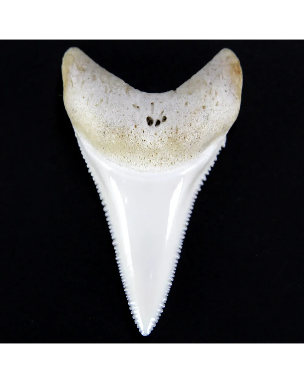 Dente di Squalo Bianco 