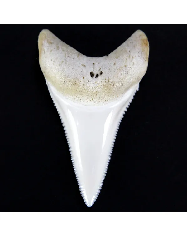Dente di Squalo Bianco 