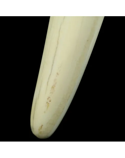 Zanne di Tricheco