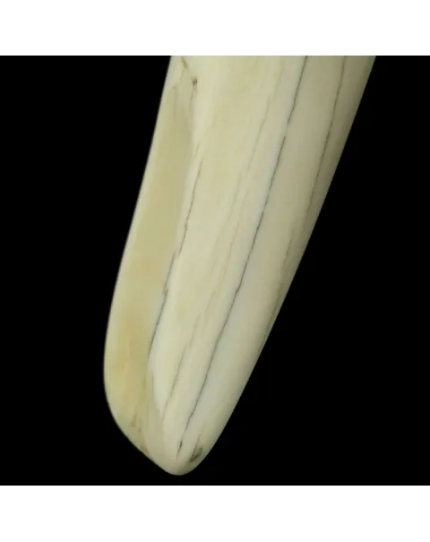 Zanne di Tricheco