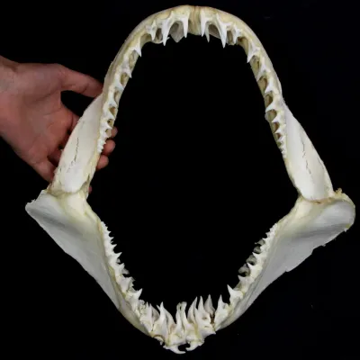Bocca di Squalo Mako