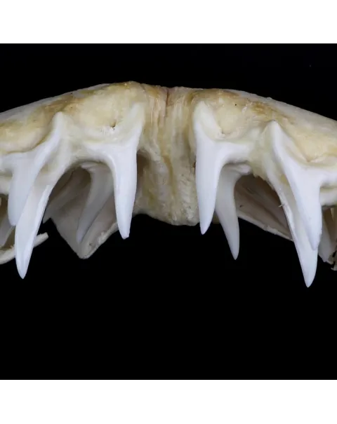 Bocca di Squalo Mako