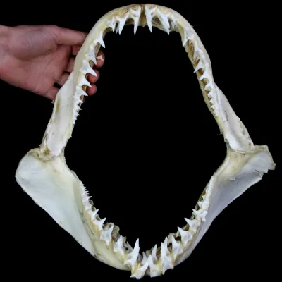 Bocca di Squalo Mako
