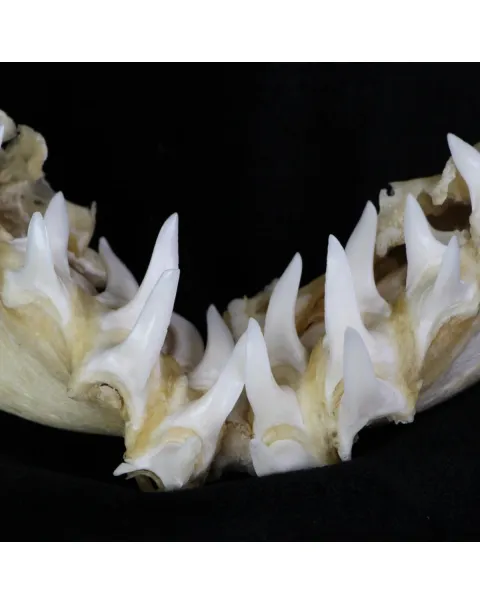 Bocca di Squalo Mako
