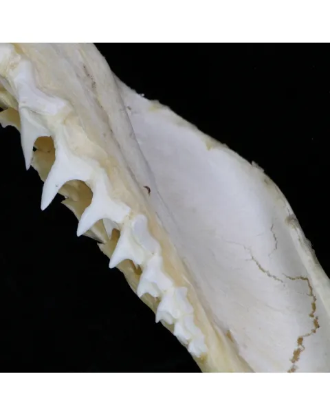 Bocca di Squalo Mako
