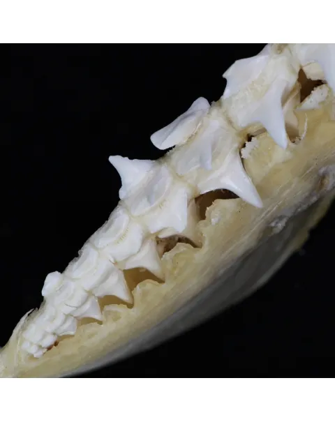 Bocca di Squalo Mako