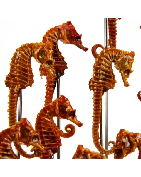 Cavallucci Marini per Wunderkammer