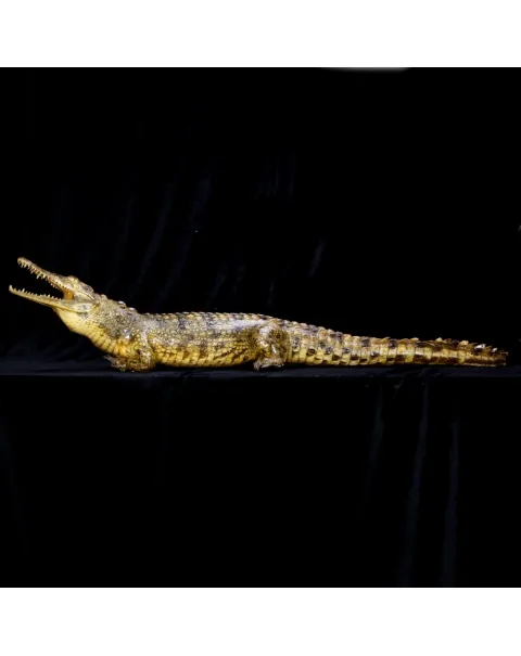 Coccodrillo imbalsamato