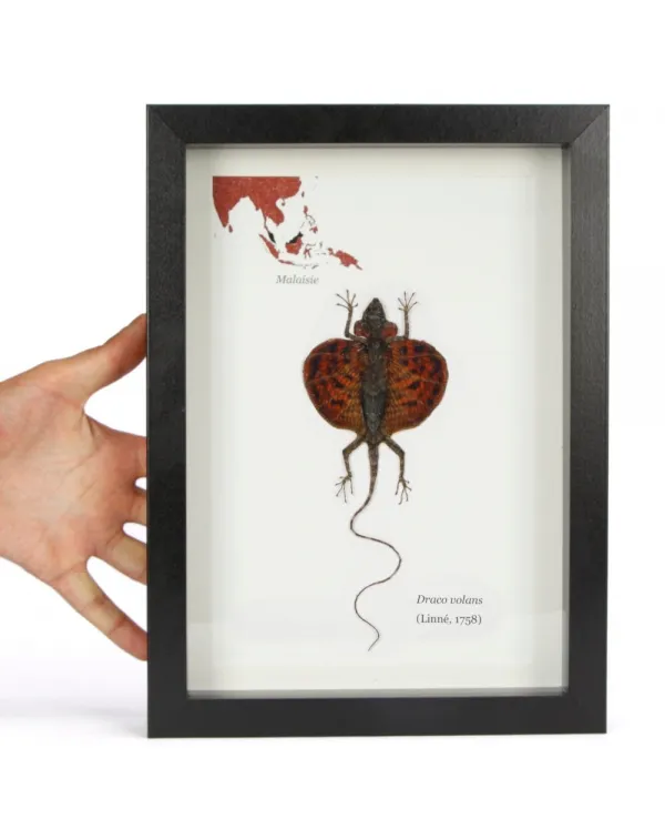 Draco Volans in Cornice