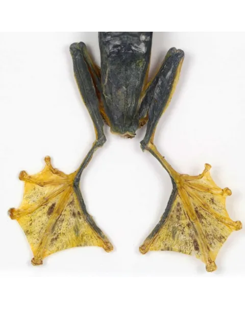 Raganella Nera 