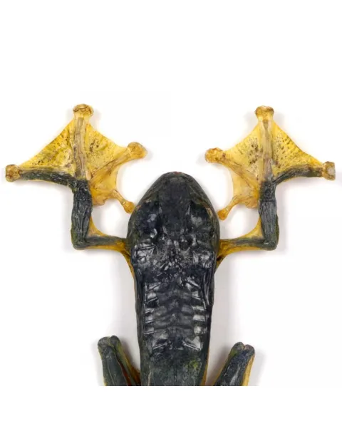 Raganella Nera 