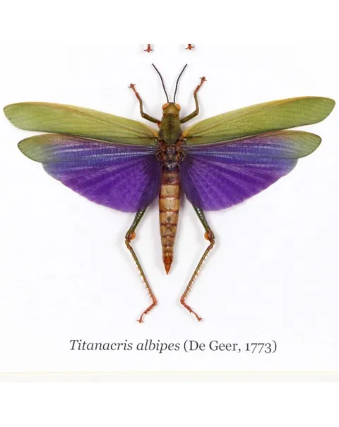 Cavallette, Titanacris albipes