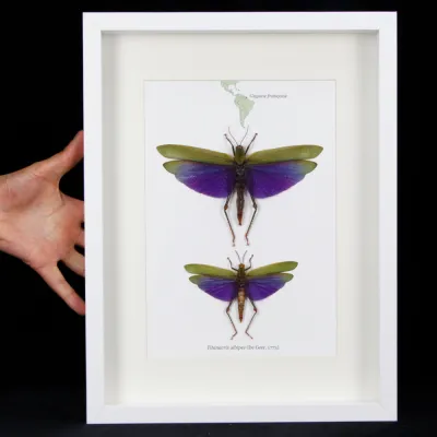 Cavallette, Titanacris albipes