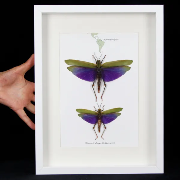 Cavallette, Titanacris albipes