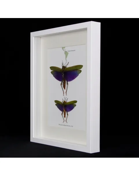 Cavallette, Titanacris albipes