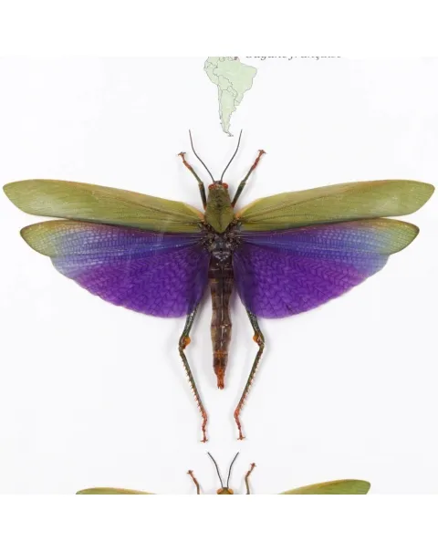 Cavallette, Titanacris albipes