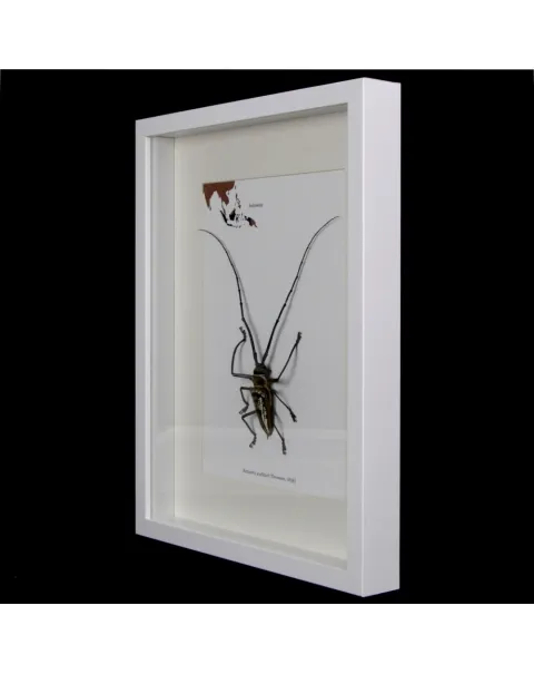 Batocera wallacei