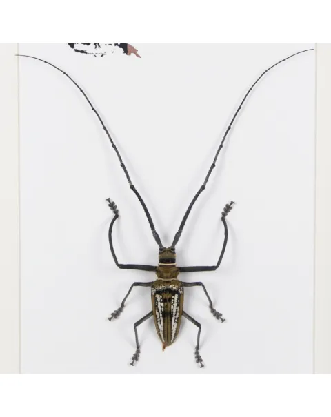 Batocera wallacei