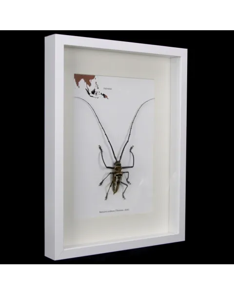 Batocera wallacei