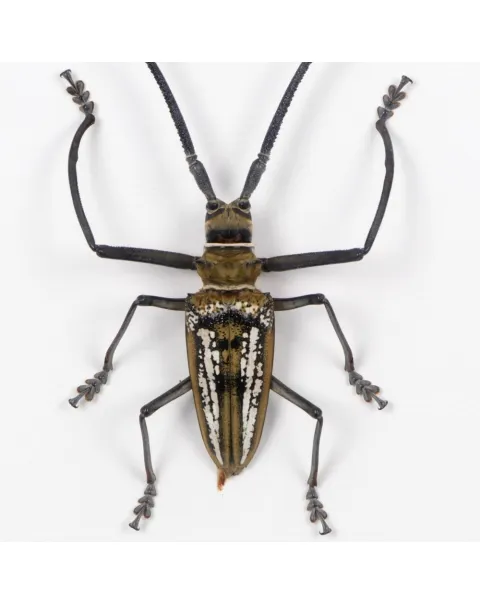 Batocera wallacei